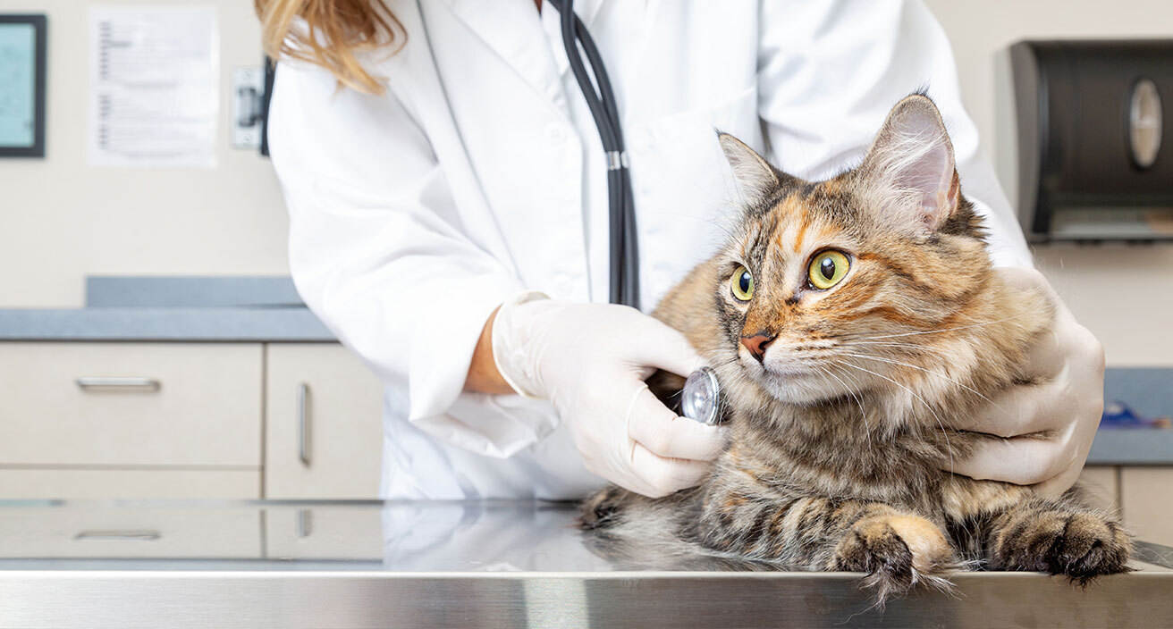banner-catvet banner-catvet